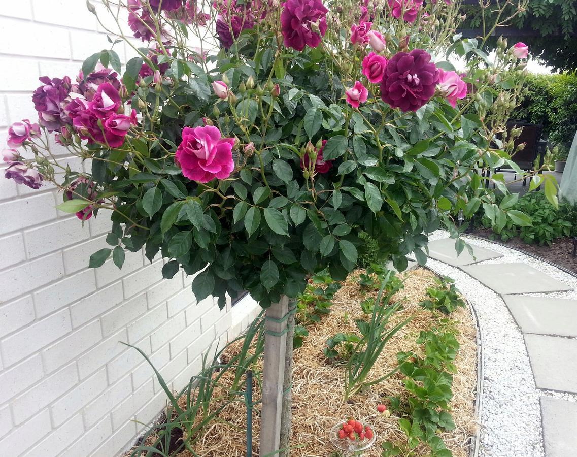 Courtenay B & B Kaiapoi Buitenkant foto